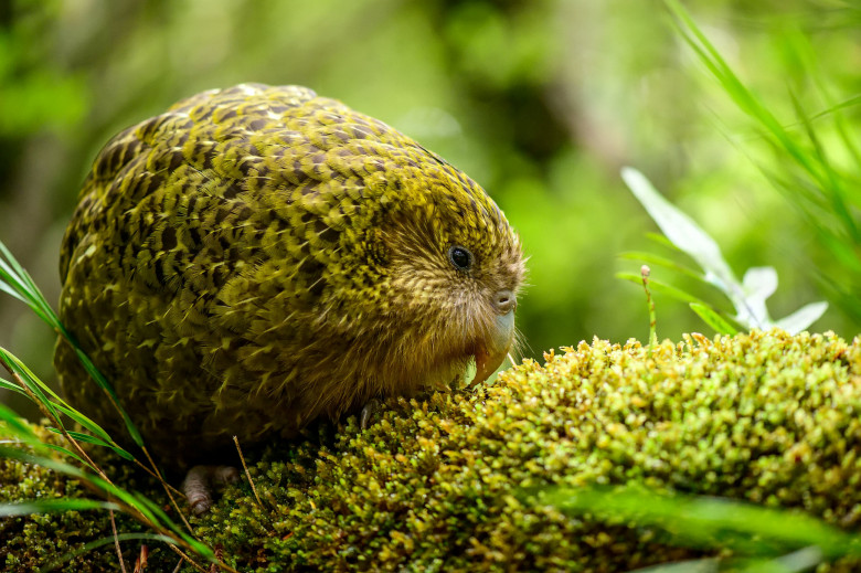 Kākāpō/ Profimedia