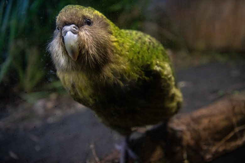 Kākāpō/ Profimedia