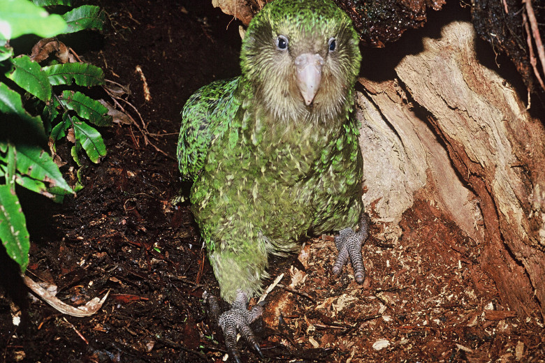 Kākāpō/ Profimedia