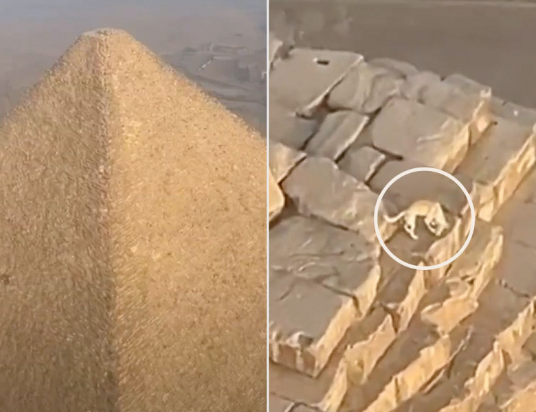 Un câine s-a cățărat în vârful Marii Piramide din Giza/ Foto: Captură video