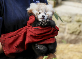 Un pui de panda roşu a murit din cauza stresului provocat de focuri de artificii/ Profimedia