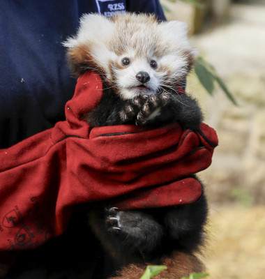 Un pui de panda roşu a murit din cauza stresului provocat de focuri de artificii/ Profimedia