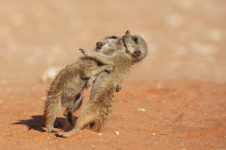 Imagini inedite cu două suricate care își arată afecțiunea în fața unui fotograf/ Profimedia