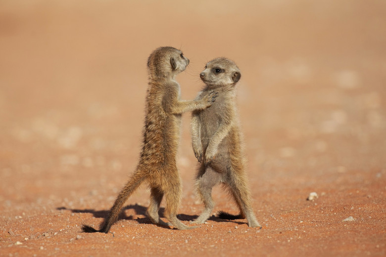 Imagini inedite cu două suricate care își arată afecțiunea în fața unui fotograf/ Profimedia