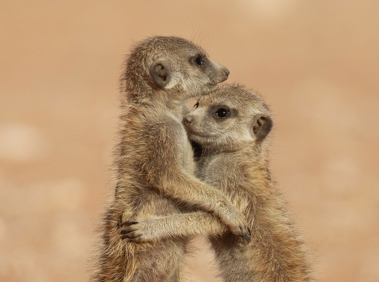 Imagini inedite cu două suricate care își arată afecțiunea în fața unui fotograf/ Profimedia