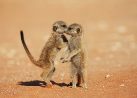 Imagini inedite cu două suricate care își arată afecțiunea în fața unui fotograf/ Profimedia