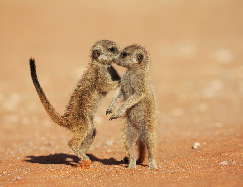 Imagini inedite cu două suricate care își arată afecțiunea în fața unui fotograf/ Profimedia