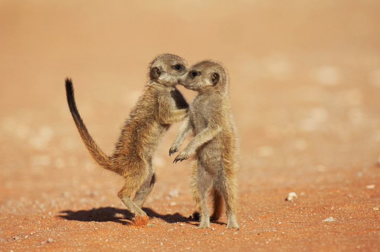 Imagini inedite cu două suricate care își arată afecțiunea în fața unui fotograf/ Profimedia