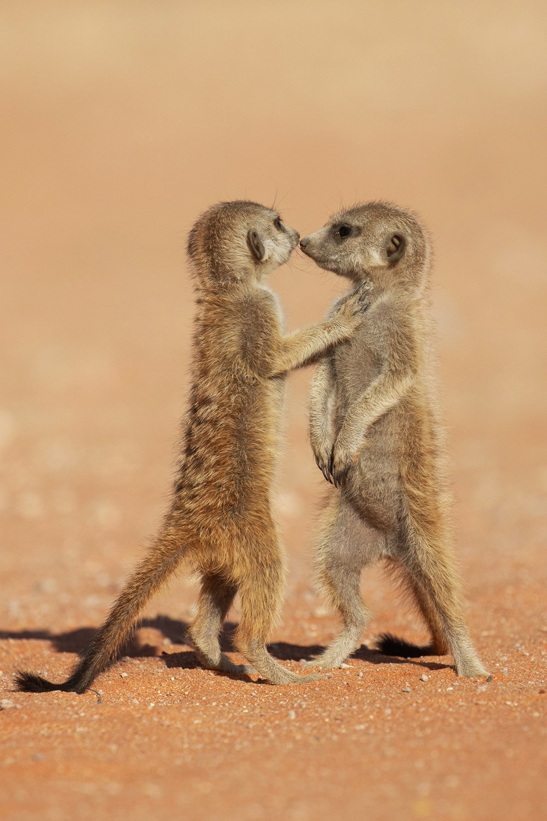 Imagini inedite cu două suricate care își arată afecțiunea în fața unui fotograf/ Profimedia