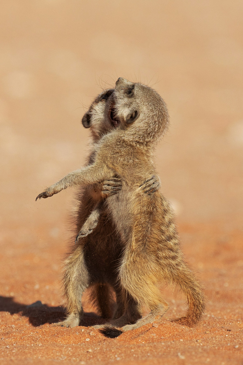 Imagini inedite cu două suricate care își arată afecțiunea în fața unui fotograf/ Profimedia