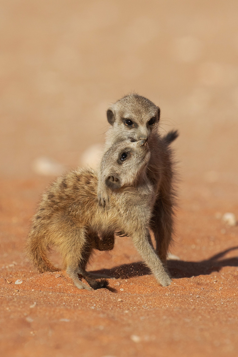 Imagini inedite cu două suricate care își arată afecțiunea în fața unui fotograf/ Profimedia