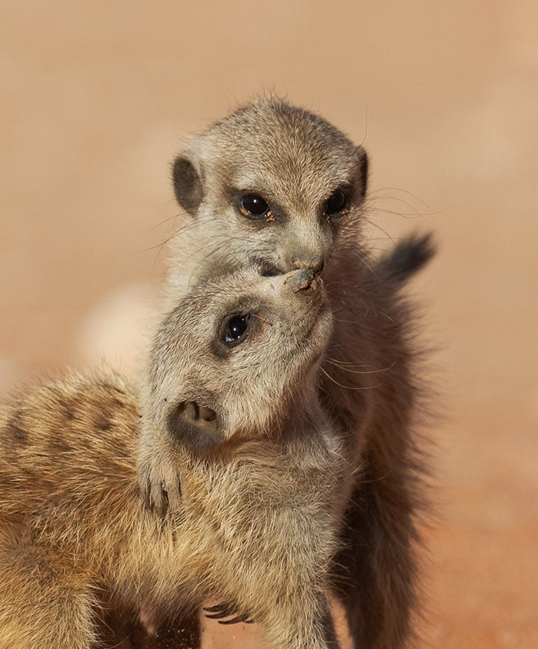 Imagini inedite cu două suricate care își arată afecțiunea în fața unui fotograf/ Profimedia