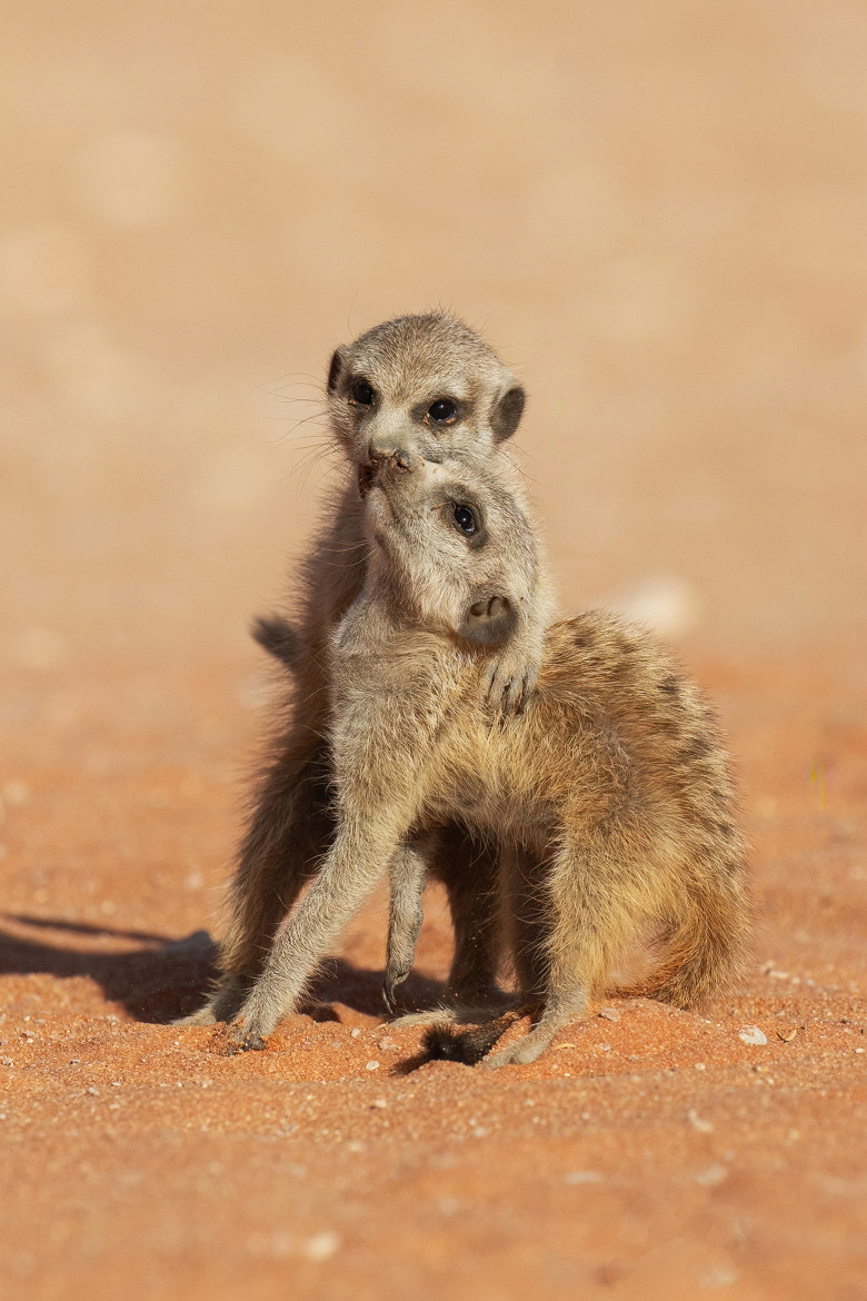 Imagini inedite cu două suricate care își arată afecțiunea în fața unui fotograf/ Profimedia