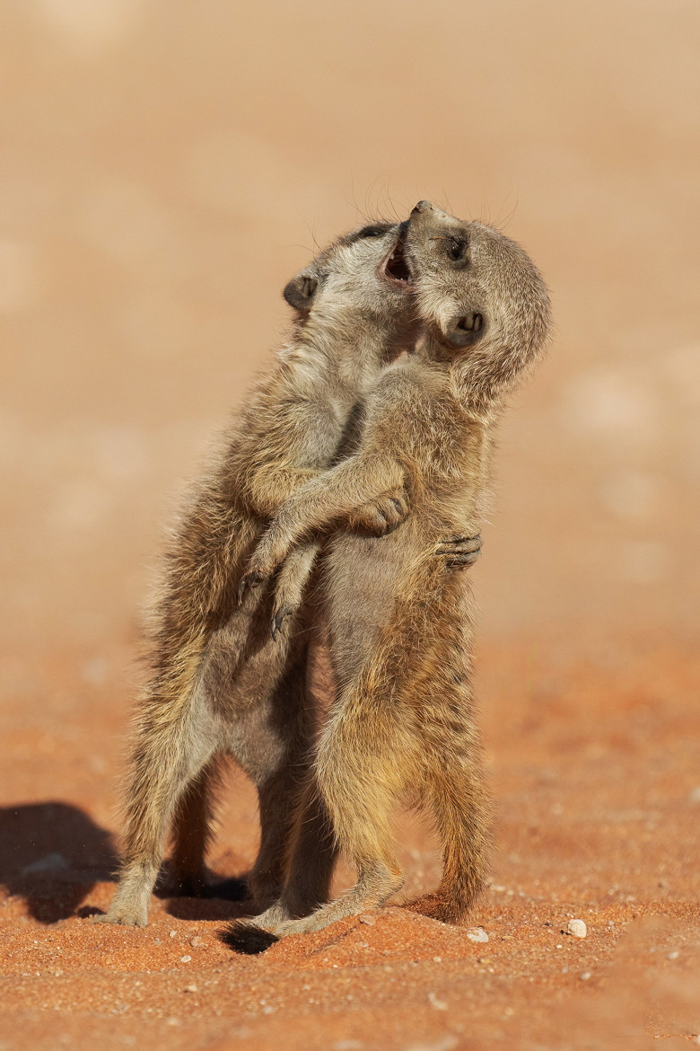 Imagini inedite cu două suricate care își arată afecțiunea în fața unui fotograf/ Profimedia