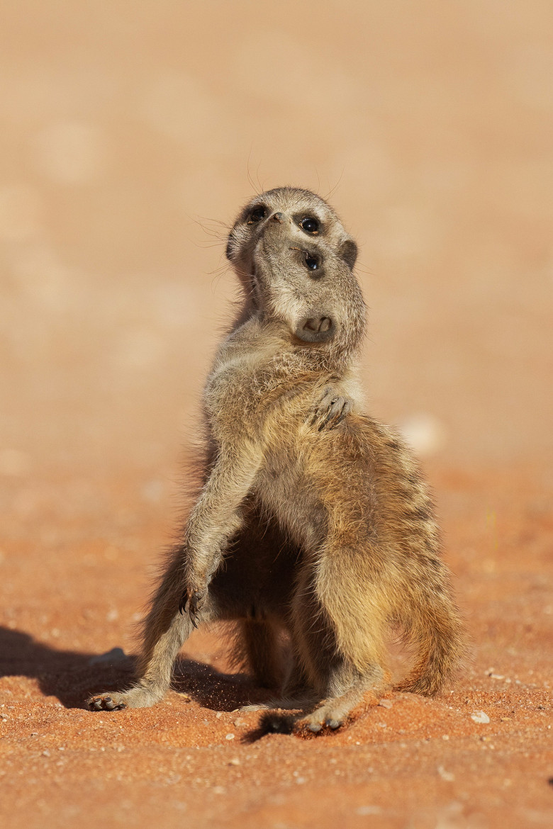 Imagini inedite cu două suricate care își arată afecțiunea în fața unui fotograf/ Profimedia