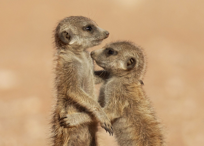 Imagini inedite cu două suricate care își arată afecțiunea în fața unui fotograf/ Profimedia