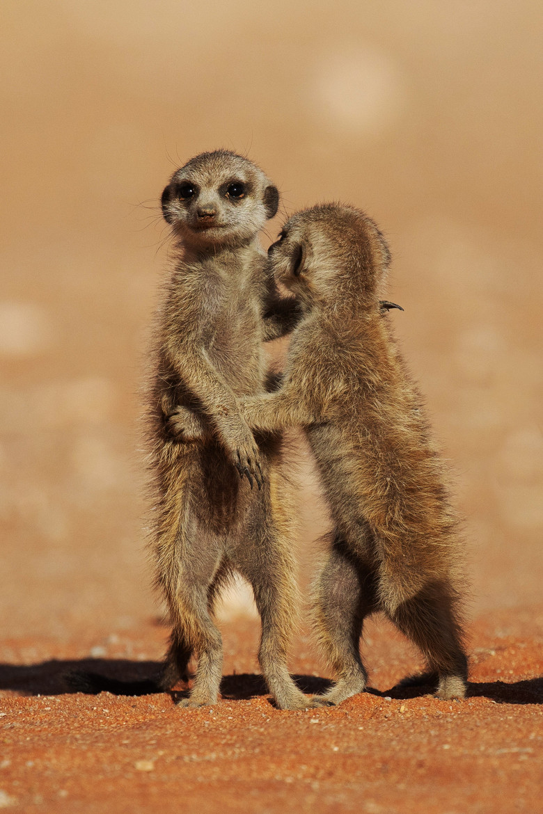 Imagini inedite cu două suricate care își arată afecțiunea în fața unui fotograf/ Profimedia