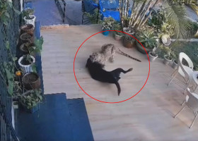 Momentul când un câine este atacat de un leopard în curtea casei/ Profimedia