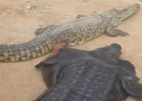 Un bărbat s-a deghizat în crocodil și a încercat să-i atragă atenția unui aligator adevărat/ Foto: Captură video