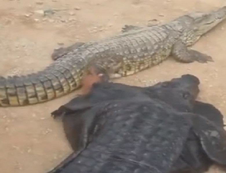 Un bărbat s-a deghizat în crocodil și a încercat să-i atragă atenția unui aligator adevărat/ Foto: Captură video