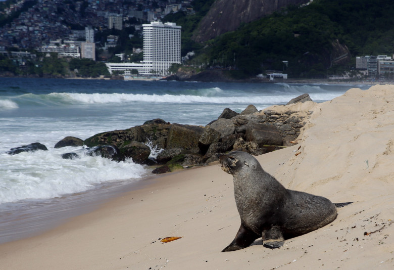 Apariţie rară a unui leu de mare din Antarctica pe plaja Ipanema din Rio de Janeiro/ Profimedia