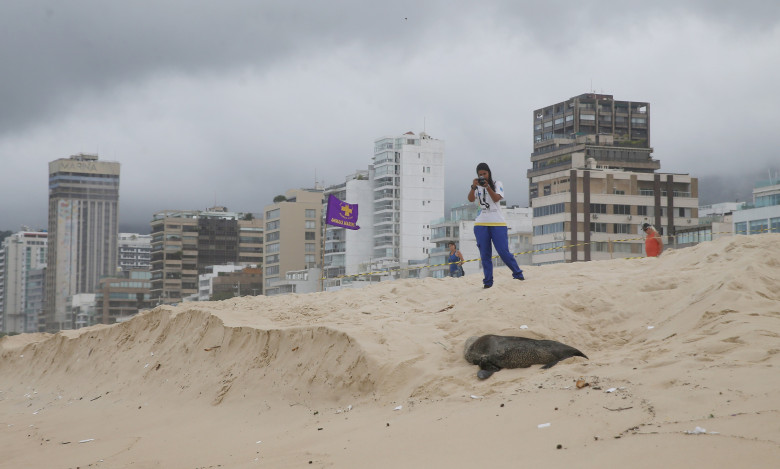 Apariţie rară a unui leu de mare din Antarctica pe plaja Ipanema din Rio de Janeiro/ Profimedia