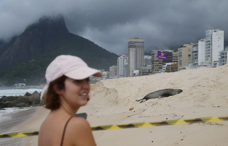 Apariţie rară a unui leu de mare din Antarctica pe plaja Ipanema din Rio de Janeiro/ Profimedia