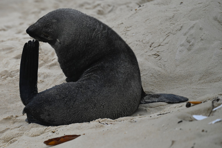 Apariţie rară a unui leu de mare din Antarctica pe plaja Ipanema din Rio de Janeiro/ Profimedia