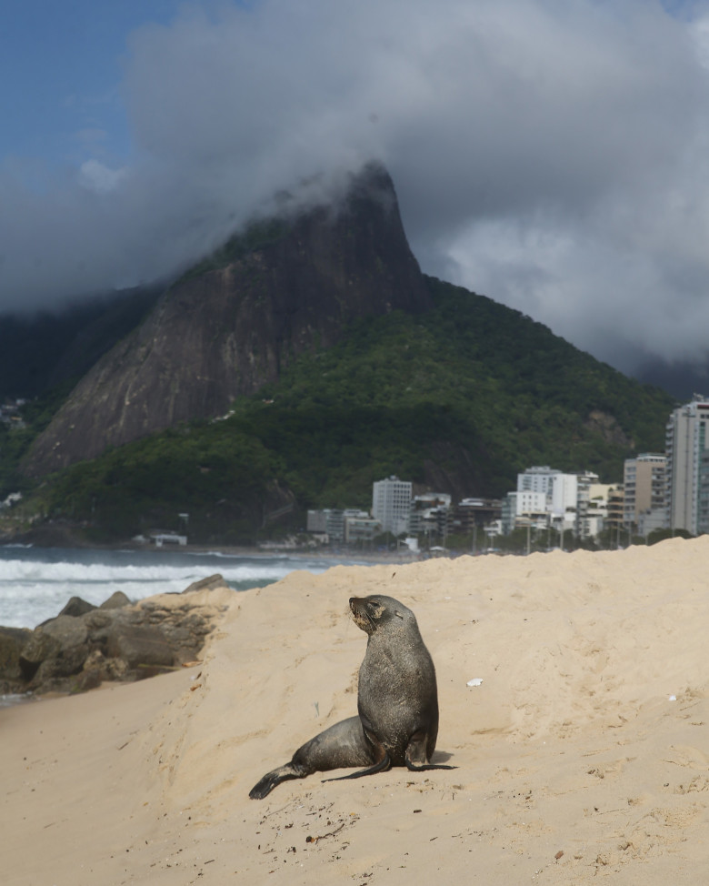 Apariţie rară a unui leu de mare din Antarctica pe plaja Ipanema din Rio de Janeiro/ Profimedia