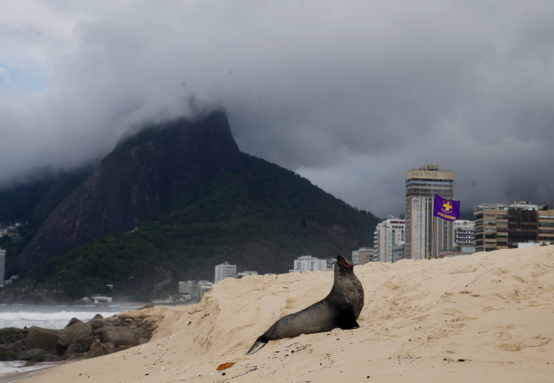 Apariţie rară a unui leu de mare din Antarctica pe plaja Ipanema din Rio de Janeiro/ Profimedia