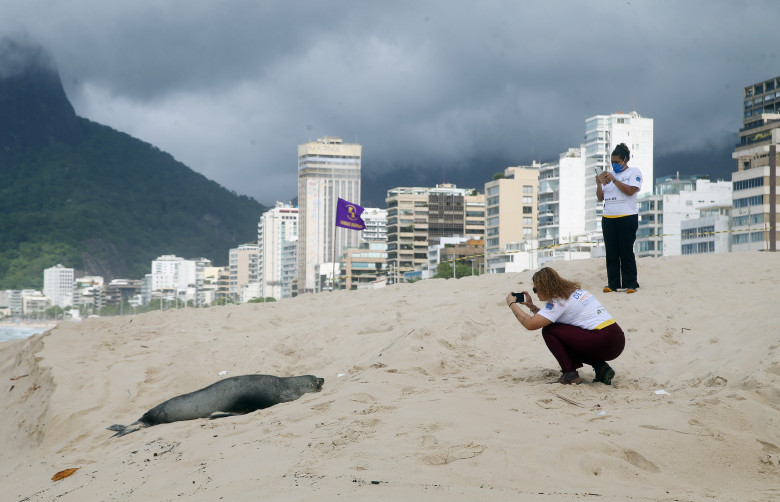 Apariţie rară a unui leu de mare din Antarctica pe plaja Ipanema din Rio de Janeiro/ Profimedia