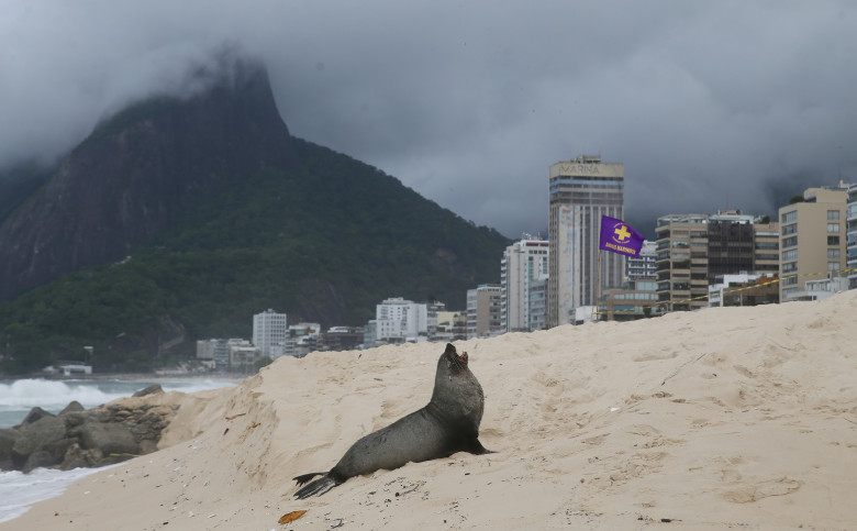 Apariţie rară a unui leu de mare din Antarctica pe plaja Ipanema din Rio de Janeiro/ Profimedia