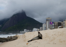 Apariţie rară a unui leu de mare din Antarctica pe plaja Ipanema din Rio de Janeiro/ Profimedia