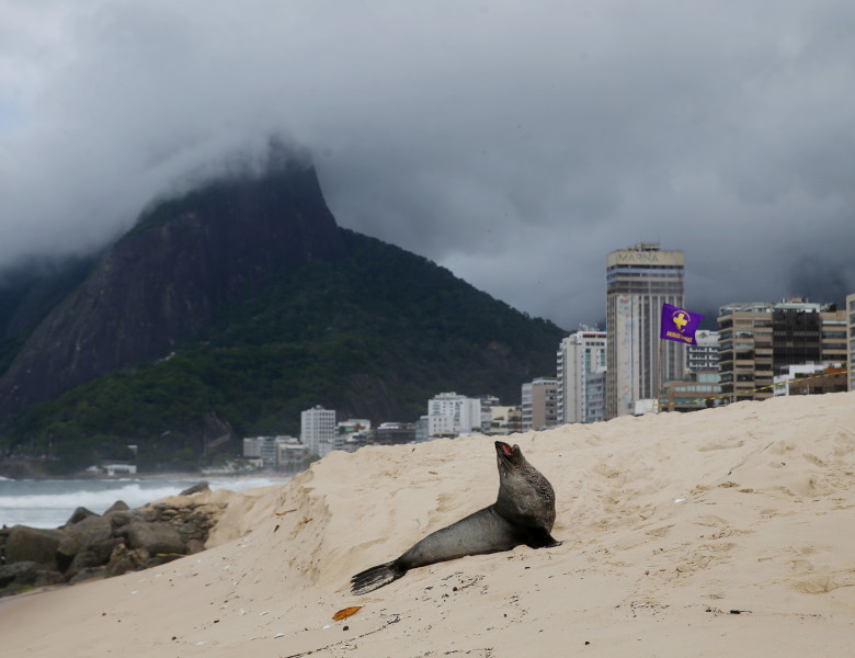 Apariţie rară a unui leu de mare din Antarctica pe plaja Ipanema din Rio de Janeiro/ Profimedia