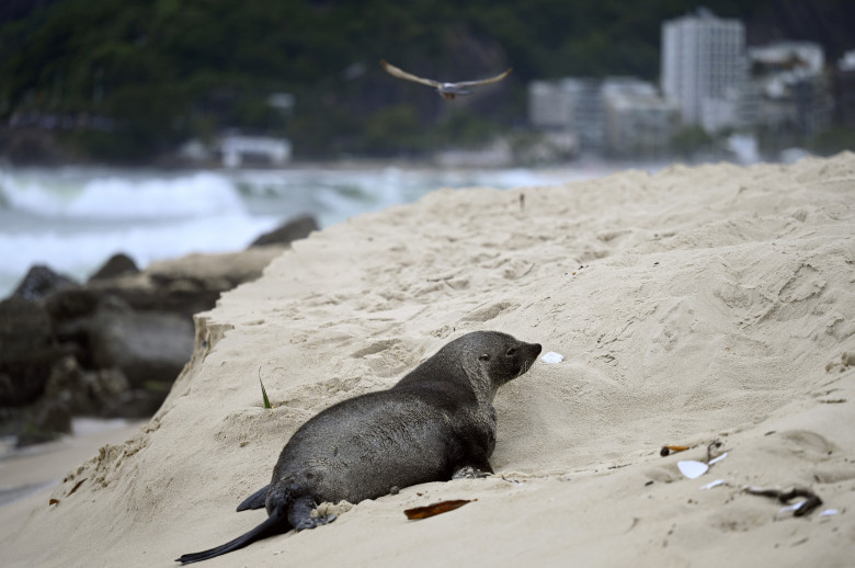 Apariţie rară a unui leu de mare din Antarctica pe plaja Ipanema din Rio de Janeiro/ Profimedia