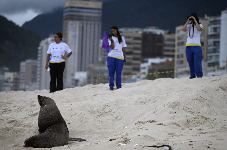 Apariţie rară a unui leu de mare din Antarctica pe plaja Ipanema din Rio de Janeiro/ Profimedia