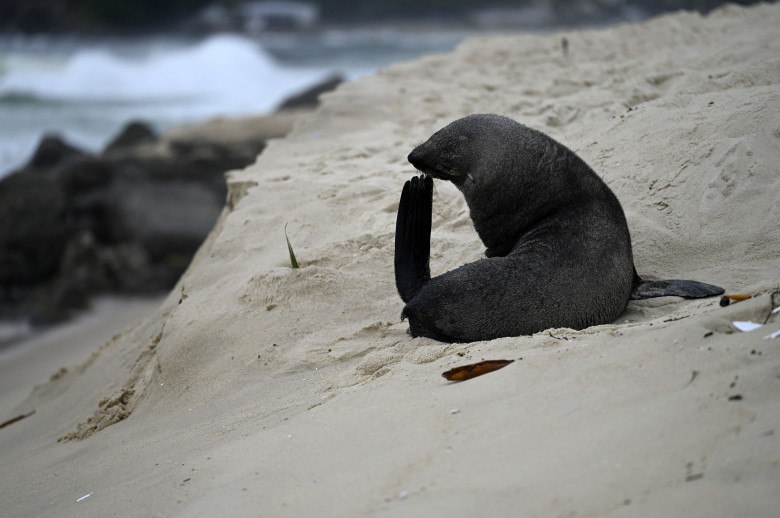 Apariţie rară a unui leu de mare din Antarctica pe plaja Ipanema din Rio de Janeiro/ Profimedia