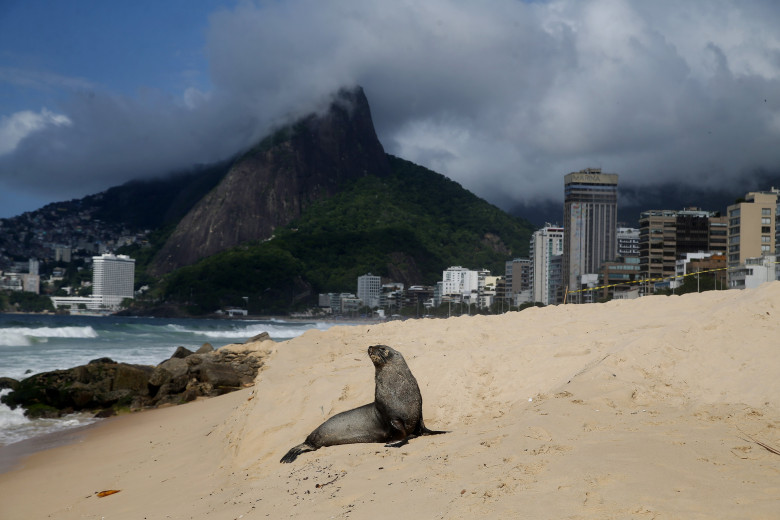 Apariţie rară a unui leu de mare din Antarctica pe plaja Ipanema din Rio de Janeiro/ Profimedia