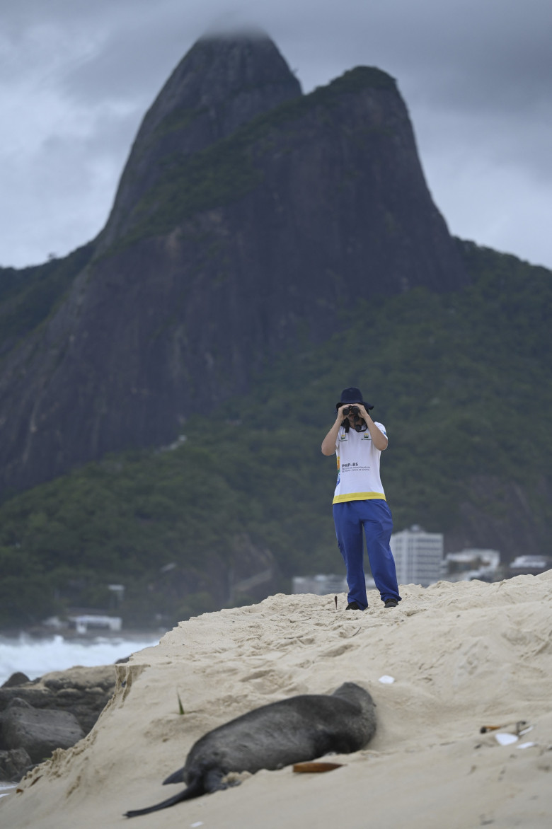 Apariţie rară a unui leu de mare din Antarctica pe plaja Ipanema din Rio de Janeiro/ Profimedia