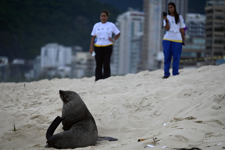 Apariţie rară a unui leu de mare din Antarctica pe plaja Ipanema din Rio de Janeiro/ Profimedia