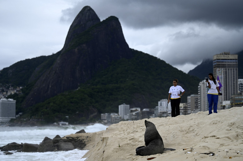 Apariţie rară a unui leu de mare din Antarctica pe plaja Ipanema din Rio de Janeiro/ Profimedia