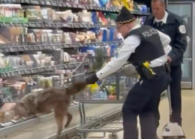 Momentul când un coiot este scos din frigiderul unui supermarket/ Foto: Captură video Youtube