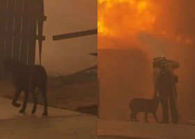 Momentul când un pompier mângâie un câine în timp ce se luptă cu incendiu din Los Angeles/ Foto: Captură video TikTok