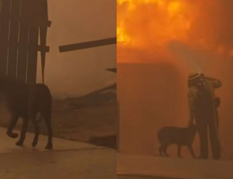 Momentul când un pompier mângâie un câine în timp ce se luptă cu incendiu din Los Angeles/ Foto: Captură video TikTok