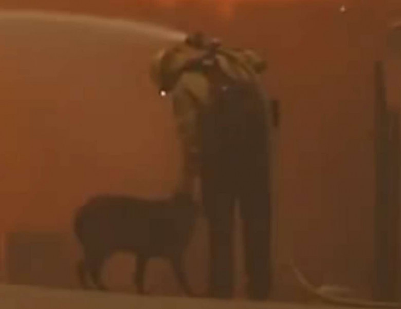 Momentul când un pompier mângâie un câine în timp ce se luptă cu incendiu din Los Angeles/ Foto: Captură video TikTok