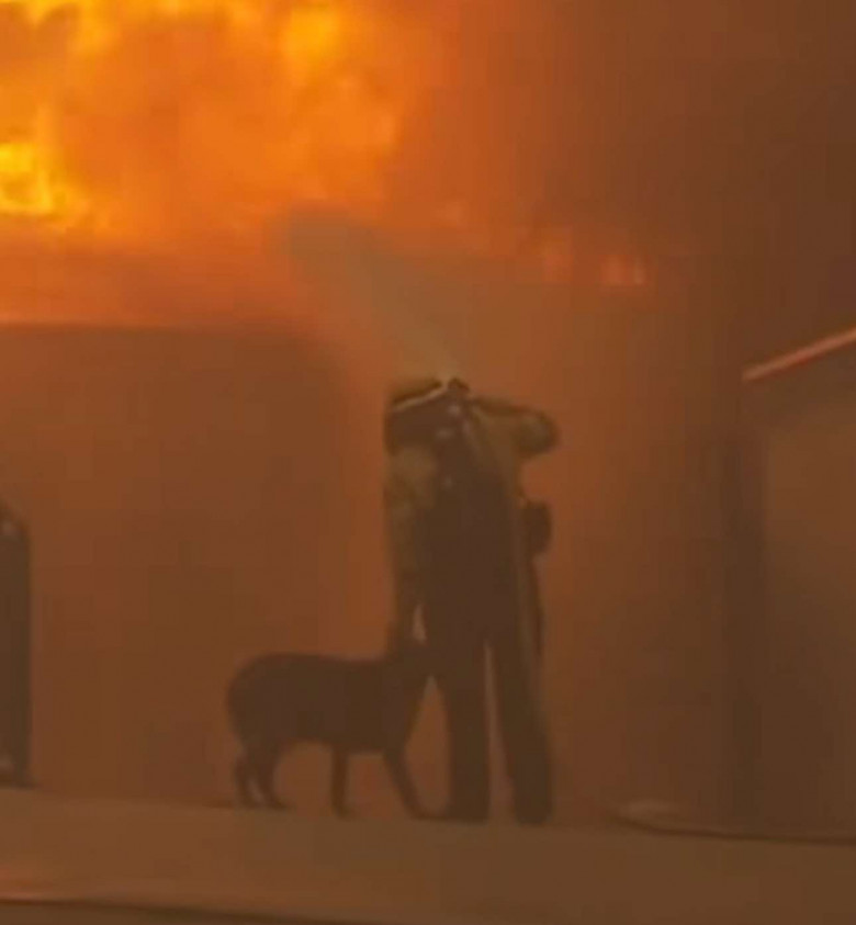 Momentul când un pompier mângâie un câine în timp ce se luptă cu incendiu din Los Angeles/ Foto: Captură video TikTok