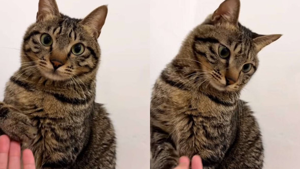 Reacția unei pisici când stăpâna ei tușește lângă ea. Felina și-a retras ușor lăbuța, vizibil deranjată