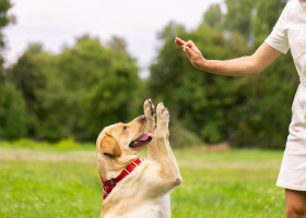 Comanda pe care orice animal de companie trebuie să o știe/ Shutterstock