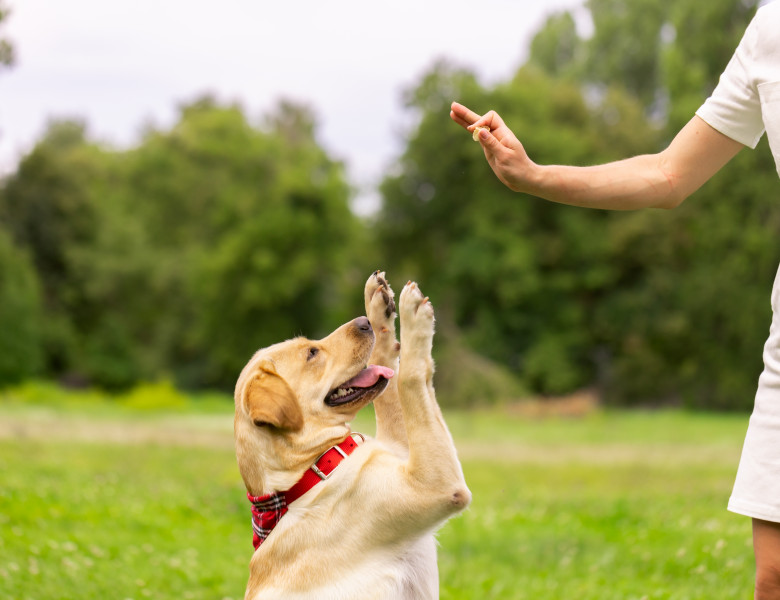 Comanda pe care orice animal de companie trebuie să o știe/ Shutterstock