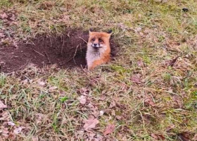 Momentul când o vulpe este salvată de pompierii din Hunedoara/ Foto: ISU Hunedoara